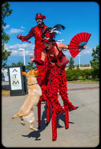 Larimer County Fair & Rodeo 
Dog Stilt Tricks